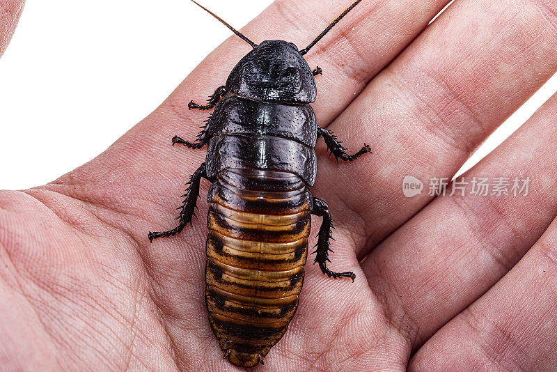 马达加斯加嘶嘶蟑螂(Gromphadorhina portentosa)分离